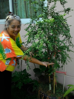 มะนาวนิ้ว กำลังออกลูก (มีหลายไซด์ หลายราคา กรุณาสอบถามเพื่อดูต้นจริง)