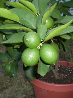 เลมอน ยูเรก้า (Eureka Lemon)