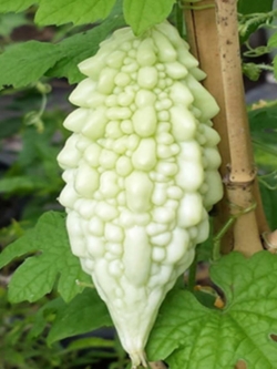 มะระขี้นกขาว OP