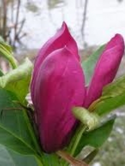 จำปี แดง