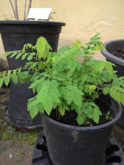 ตะลิงปิง (ต้นเพาะเมล็ด)