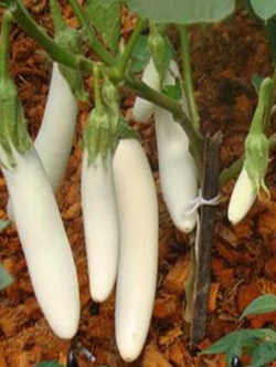 มะเขือยาวขาว มาเลย์ (F1)