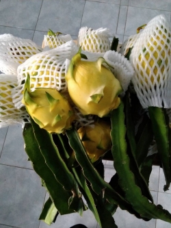 กิ่งพร้อมลูกติด แก้วมังกรเหลืองอิสราเอล (Yellow Dragon fruit from Israel)