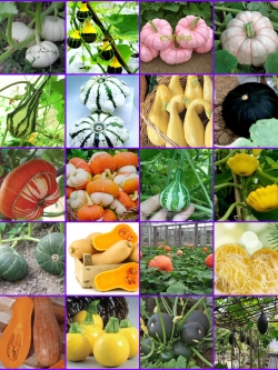 ฟัก และ ฟักทอง