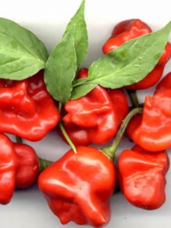 พริกจ่ามงกุฏ (Bishop Crown Pepper)