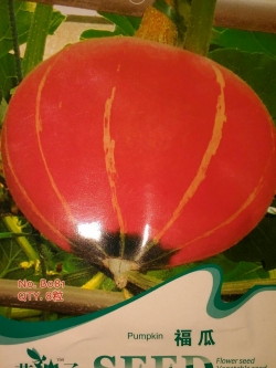 ฟักทอง ตาแมว (เมล็ด)