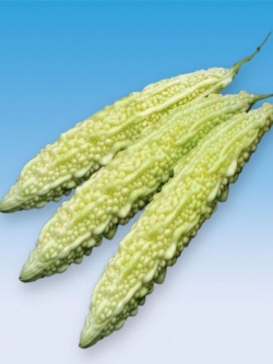 มะระขาว อินเดีย OP (India Maya OP)