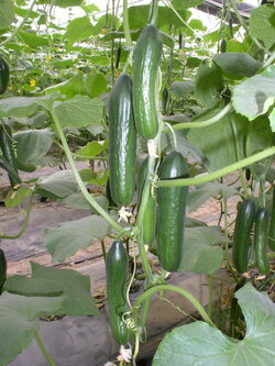 แตงกวา ดัช (ซองดั่งเดิม)