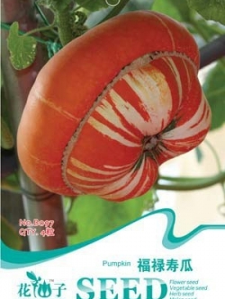 ฟักทองเห็ด แดงลายขาว (Turk Turban Squash)