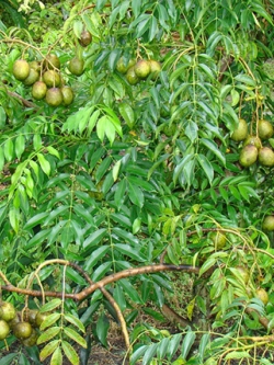 มะกอกฝรั่ง ผลยักษ์ (Ambarella Giant)