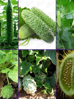 แตงกวา นานาพันธุ์ (เมล็ด)