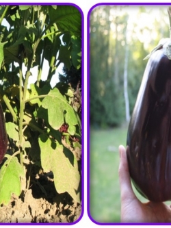 มะเขือม่วงยักษ์ - Giant Purple Eggplant