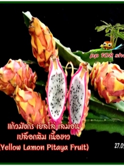 กิ่งชำ แก้วมังกร เปลือกส้ม เนื้อขาว (Frankies White Pitaya หรือ Yellow Lamon Pitaya) หายากมาก จากโคลัมเบีย อร่อยที่สุดตั้งแต่เคยกินแก้วมังกรมา ตรงตามสายพันธุ์แท้ 100%