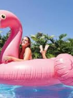 แพนกฟลามิงโก้