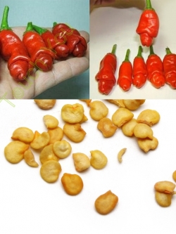 พริกกระจู๋