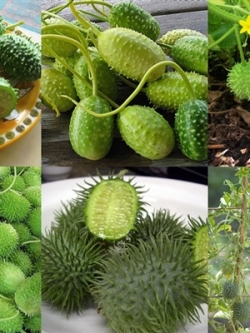 แตงกวา เงาะ (Tamarillo Seeds)