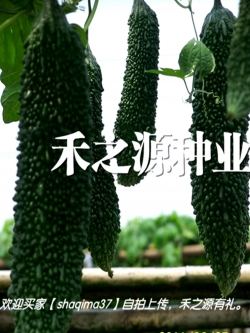 มะระญี่ปุ่น-ไข่มุกดำ (Black pearl bitter gourd)