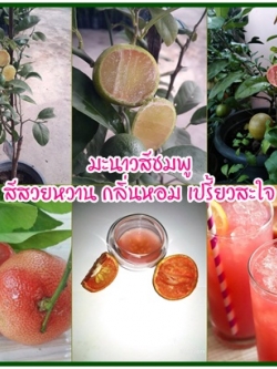 มะนาวแป้น สีชมพู (Pink lime)