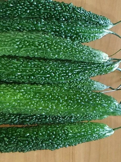 มะระหวาน นิงาตะ OP