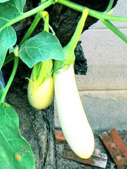 มะเขือยาว สีขาว (OP)