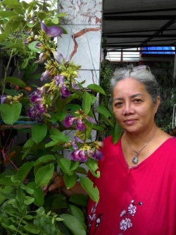 ต้นช่อม่วง หรือ อัญชันต้น (คลิทอเลีย - CLITORIA FAIRCHILDIANA)
