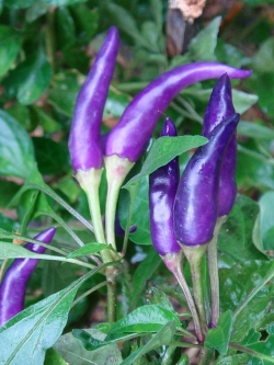 พริกขี้หนูสวนหอม สีม่วง (10 เมล็ด/ซอง)