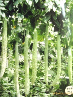 มะระขาว ยาว 50-60 ซม.