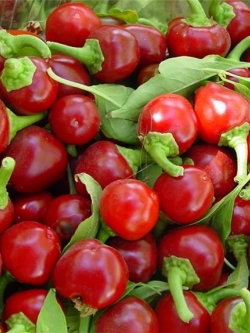 พริกเชอรี่บอมป์ - Cherry Bomb Pepper