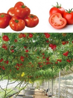 มะเขือเทศ ต้น สีแดง (10 เมล็ด/ซอง)