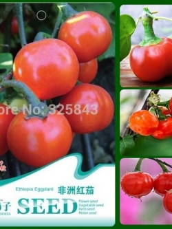 มะเขือพวงสีแดง หรือ มะเขือแอฟริกันสีแดง จาก เอธิโอเปีย
