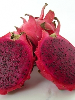 กิ่งชำ แก้วมังกรแดง ไต้หวัน (Red dragon fruit From Taiwan) ตรงตามสายพันธุ์แท้ 100%