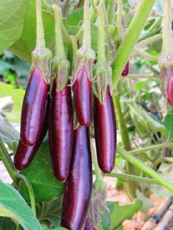 มะเขือยาวสีม่วง แม่แจ่ม (เมล็ด OP)