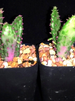 ซานตาริต้า กระบองเพชรกินผล สีม่วง (Santa Rita Cactus Opuntia Violacea) - (ต้นกล้า)