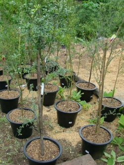 มะนาวนิ้ว หรือ มะนาวคาเวียร์ พร้อมออกดอก-ติดลูก (สูง 1.60 - 2 เมตร) สินค้าหมดชั่วคราว