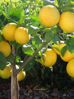 ตาฮิติ เลมอน กลม (Tahitian lemon)