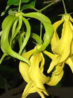 สายหยุด