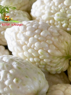 มะระหัวใจ-ขาว