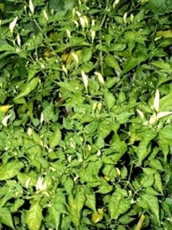 พริกป่า โบราณหายาก