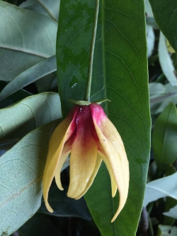 สายหยุดไส้ม่วง หรือ สาวสายม่วง