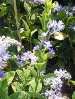 พวงคราม ไทย