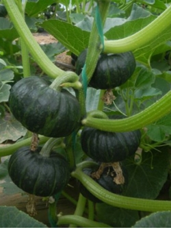 ฟักทองพวง ญี่ปุ่น