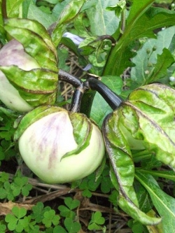 มะเขือกินใบ