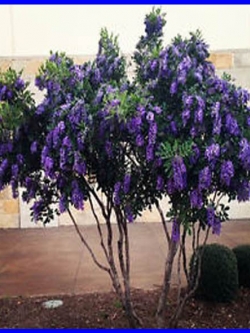 คูนม่วง หรือ ม่วงระย้า ทนแล้ง ออกดอกง่าย