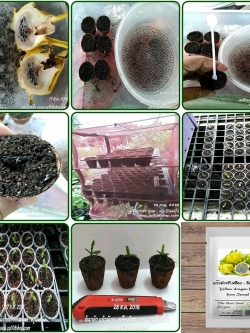 ต้นกล้า แก้วมังกรเหลืองอิสราเอล (Yellow Dragon fruit from Israel)