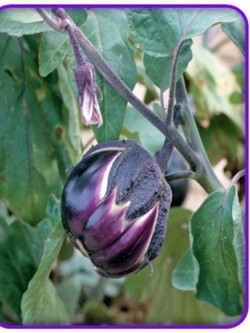 มะเขือม่วงไวโอเลต - Violet eggplan