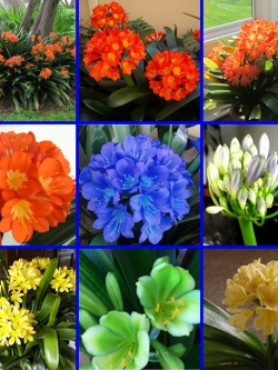 คลิเวีย Clivia (5 เมล็ด/ซอง)