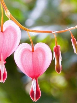 หัวดอกหทัยหยาดทิพย์ หรือ โลหิตแห่งหัวใจ หรือ ดอกไม้เจ้าน้ำตา (Bleeding Heart)