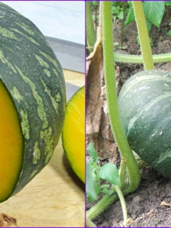 ฟักทอง ญี่ปุ่น