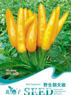 พริกช่อจีน สีเหลือง