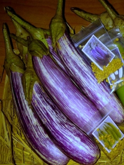 มะเขือยาวลาย ขาว-ม่วง (เมล็ด OP)